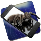 Spider in Phone Live Wallpaper 图标