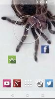 Spider in Phone Live Wallpaper screenshot 2