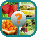 TEBAK GAMBAR BUAH
