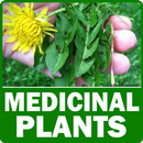 Medicinal Plants - Herbal Plants List APK