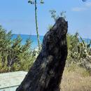 APK Lisetta Puddu