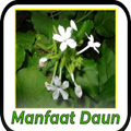 Manfaat Daun