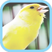 Masteran Kicau Burung Kenari