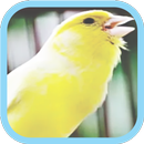 Masteran Kicau Burung Kenari APK