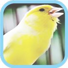 Masteran Kicau Burung Kenari simgesi