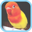 Masteran Kicau Burung LoveBird