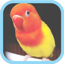 Masteran Kicau Burung LoveBird APK
