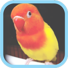 Masteran Kicau Burung LoveBird Zeichen