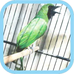 Masteran Kicau Cucak Ijo Mp3