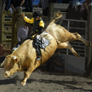 APK Bull Riding Challenge 2