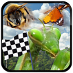 Insect Race