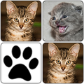 Cats Memory Game