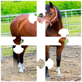 Puzzle Horses