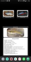 Tropical Fish Widget تصوير الشاشة 1