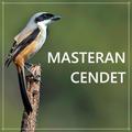 Kicau Cendet - Pentet