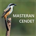Kicau Cendet - Pentet أيقونة