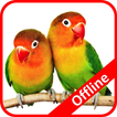Masteran Lovebird Offline
