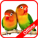 Masteran Lovebird Offline APK