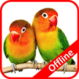 Masteran Lovebird أيقونة