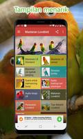 Masteran Lovebird الملصق