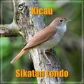 Sikatan Londo (Kutilang Emas)