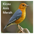 Kicau Anis Merah Offline