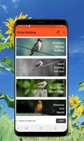 Kicau Burung Kutilang Offline الملصق