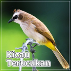 Kicau Burung Trucukan Offline أيقونة