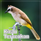 Kicau Burung Trucukan Offline icône