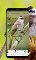 Kicau Burung Trucukan Offline الملصق