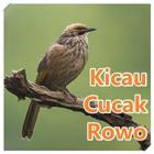 Masteran Cucak Rowo Offline أيقونة