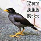 Kicau Jalak Kebo icône