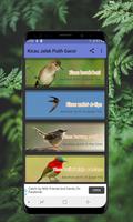 Kicau Jalak Putih - Offline تصوير الشاشة 1