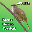 Kicau Kapas Tembak - Offline