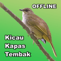 Kicau Kapas Tembak - Offline
