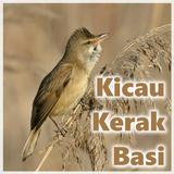 Kicau Kerak Basi أيقونة