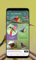 Kicau Kolibri Ninja dan Kelapa الملصق