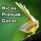 Kicau Burung Prenjak (Ciblek) Zeichen