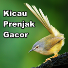 Kicau Burung Prenjak (Ciblek) icône