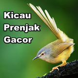 Kicau Burung Prenjak (Ciblek) Zeichen