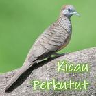 Kicau Burung Perkutut icône