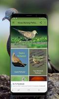 Kicau Burung Perkutut الملصق
