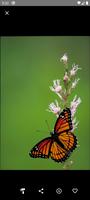 Butterfly Wallpaper capture d'écran 2