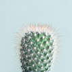 ”Cactus Wallpaper