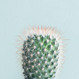Cactus Wallpaper icône