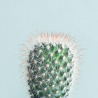 Cactus Wallpaper icon