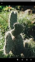 Cactus Wallpaper স্ক্রিনশট 1