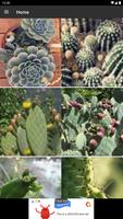 3 Schermata Cactus Wallpaper