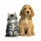 Cute Cats & Dogs Wallpaper icône