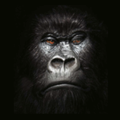 Gorilla Wallpaper